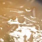 ランチ
